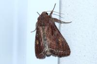 Lacanobia oleracea