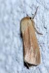 Mythimna pallens