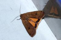 Noctua pronuba