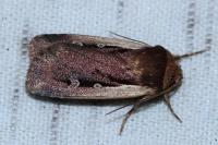 Ochropleura plecta