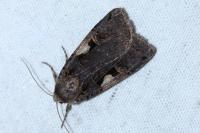 Xestia c-nigrum