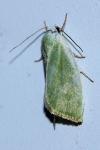 Earias clorana