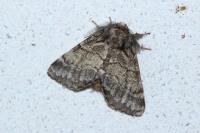 Gluphisia crenata