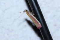 Oncocera semirubella