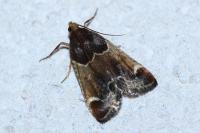 Pyralis farinalis