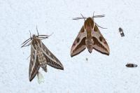 Hyles livornica