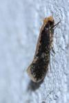 Monopis crocicapitella