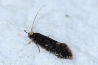 Monopis laevigella