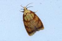 Acleris bergmanniana