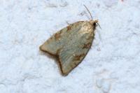 Aleimma loeflingiana