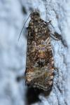 Celypha lacunana