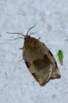 Choristoneura hebenstreitella