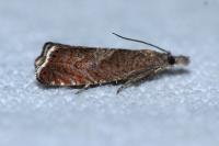 Dichrorampha acuminatana