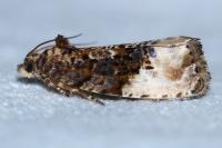 Hedya nubiferana