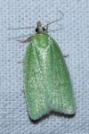 Tortrix viridana