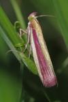 Oncocera semirubella