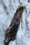 Monopis laevigella