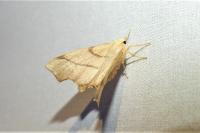 Ennomos erosaria