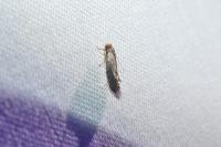 Cephimallota crassiflavella