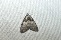 Nola cucullatella