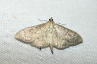 Patania ruralis