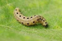 Yponomeuta cagnagella