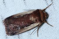 Ochropleura plecta