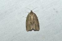 Lozotaenia forsterana