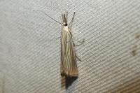 Chrysoteuchia culmella