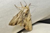 Apamea lithoxylaea