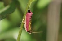 Oncocera semirubella