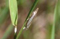 Crambus pascuella