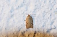 Acleris ferrugana/notana
