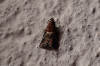 Acrobasis marmorea