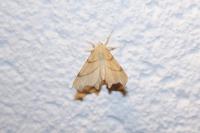 Ennomos erosaria