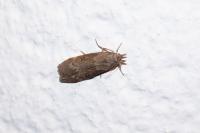 Lamoria anella