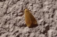 Wittia sororcula