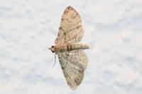 Pasiphila rectangulata