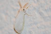 Sphrageidus similis