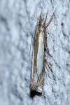 Crambus pascuella