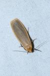 Katha depressa
