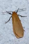 Wittia sororcula