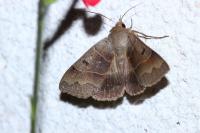 Minucia lunaris