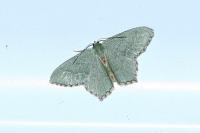 Hemithea aestivaria