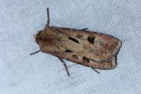 Agrotis exclamationis