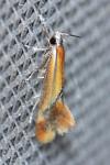 Batia lunaris
