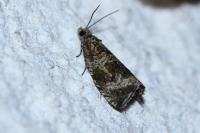 Celypha lacunana