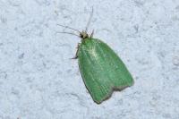 Tortrix viridana