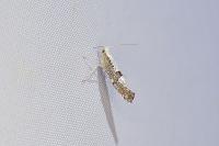 Argyresthia spinosella