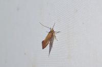 Crassa unitella